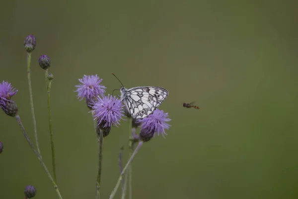 Melanargia Galathea Auf Der Blüte Einer Distelpflanze — Stockfoto