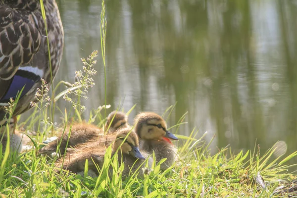 Primer Plano Tiro Patos Salvajes — Foto de Stock