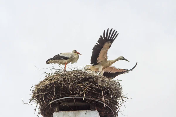 St � rche im nest — Stockfoto