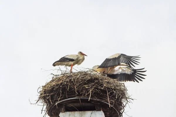 St��rche im Nest — Φωτογραφία Αρχείου