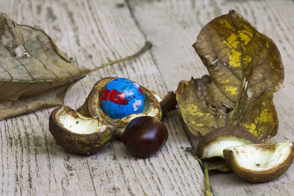 Castanha Copo Uma Superfície Madeira — Fotografia de Stock