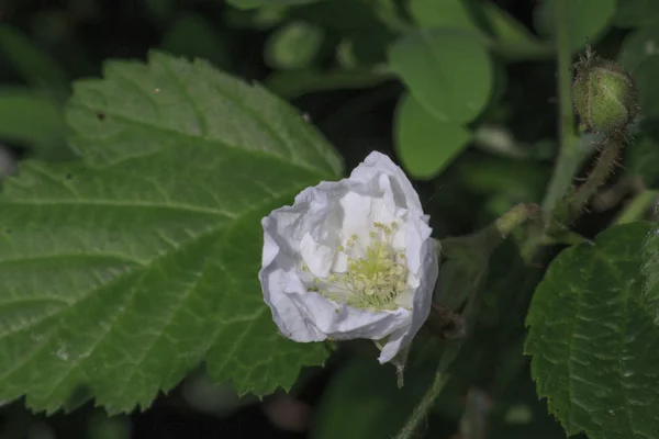 Close Shot Beautiful Wild Flower — Stock Photo, Image