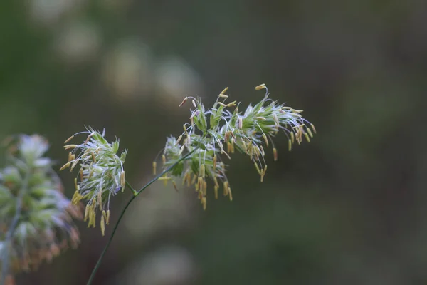 Natürliche Florale Konzept Nahaufnahme — Stockfoto