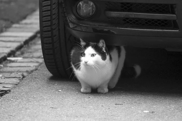 Tabby Domestic Cat Walking Wet Street — Stock Photo, Image