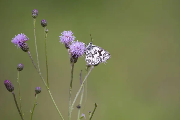 Melanargia Galathea Auf Der Blüte Einer Distelpflanze — Stockfoto