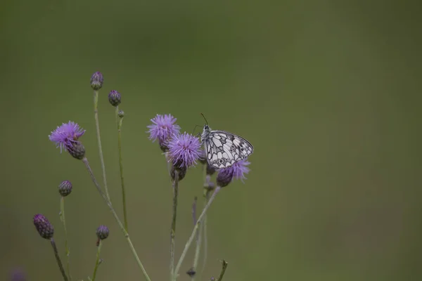 Melanargia Galathea Sur Fleur Une Plante Chardon — Photo