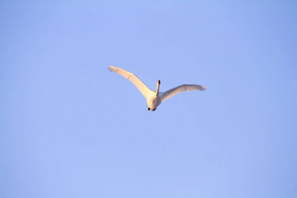 Cisne Macho Voando Céu — Fotografia de Stock