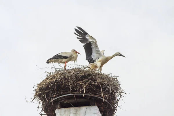 St � rche im nest — Stockfoto