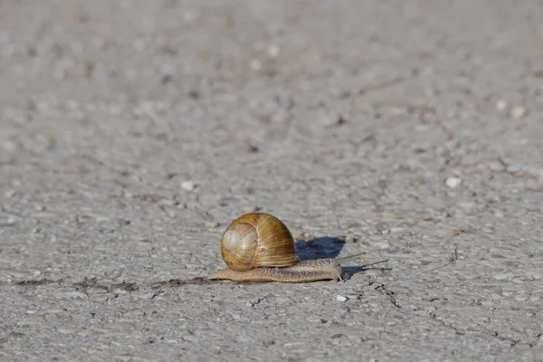 sümük bir iz bırakarak bir asfalt yol üzerinde büyük bir salyangoz tarar