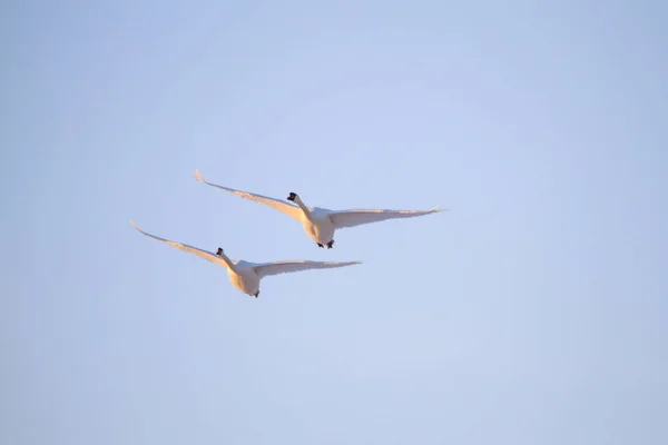 Casal Cisne Voando Céu — Fotografia de Stock