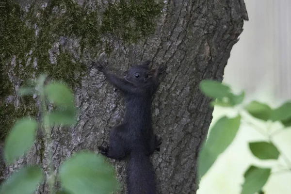 Cute Squirrel Climbing Tree Trunk Misty Weather Forest Woodland Profile — Stock Photo, Image