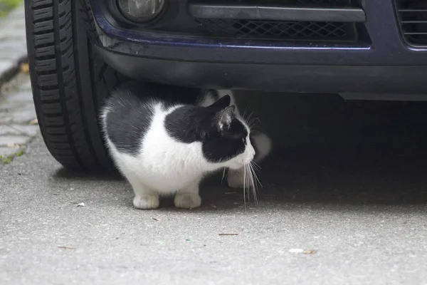 Bir tekir yerli kedi ıslak bir street yürüyüş