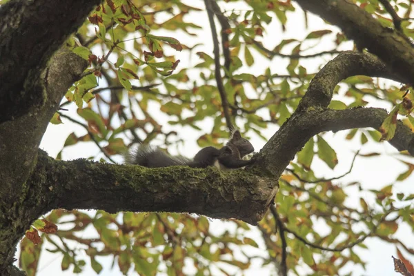 Europäisches Braunes Eichhörnchen Sommermantel Auf Ast Wald — Stockfoto
