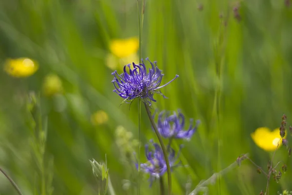 Blossom of a rare spherical devil\'s claw in a grassy meadow near the Bavarian city of Augsburg