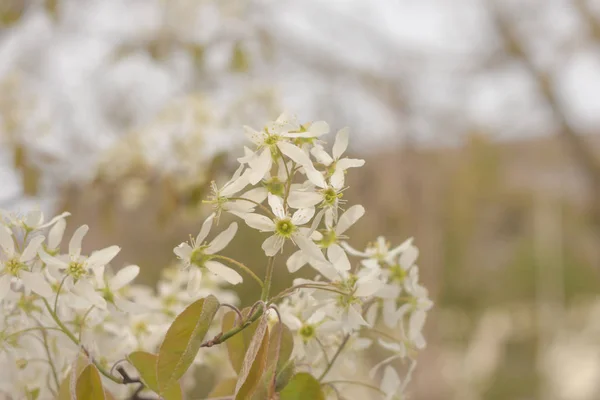 Nahaufnahme Schöner Wildblumen — Stockfoto