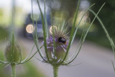 bizarre flower bud of a cardiac thistle with bumblebee on it at the edge of a street clipart