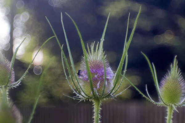 bizarre flower bud of a cardiac thistle with bumblebee on it at the edge of a street