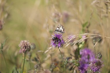 Thistle bitkisinin çiçeği üzerinde Melanargia galathea