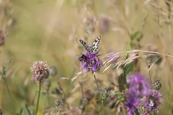 Melanargia Galathea Auf Der Blüte Einer Distelpflanze — Stockfoto