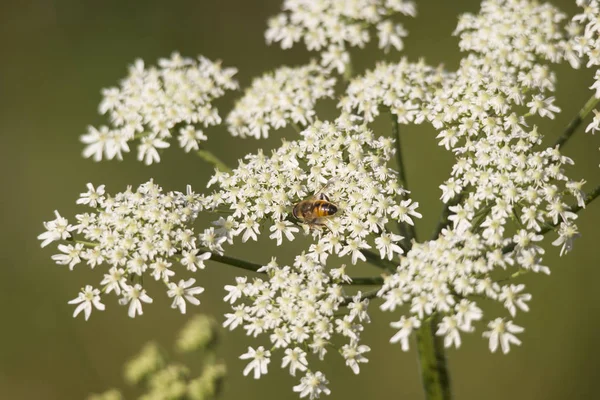 Blüten Giftig Gefleckter Schierling Mit Insekten Auf Einer Wiese — Stockfoto