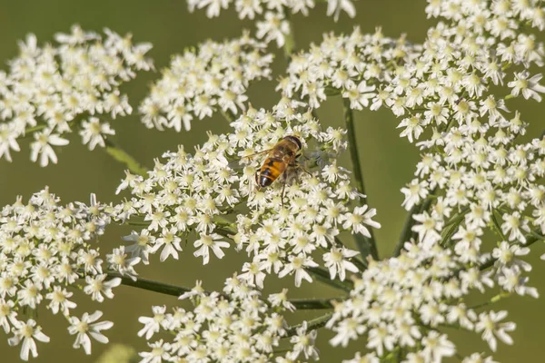 Blüten Giftig Gefleckter Schierling Mit Insekten Auf Einer Wiese — Stockfoto