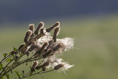 Alan-thistle çiçek çayırda çiçekler