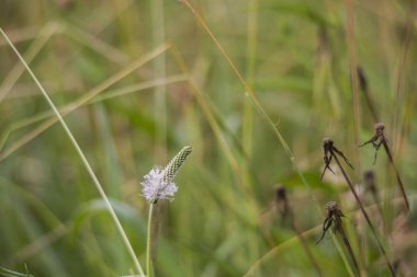 Makro çekim bir çayırda ribwort çiçeği