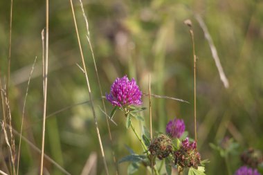 yonca çiçek çiçek çayırda