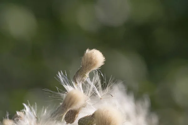 Bloemen Van Veld Distel Een Weide Bloem — Stockfoto