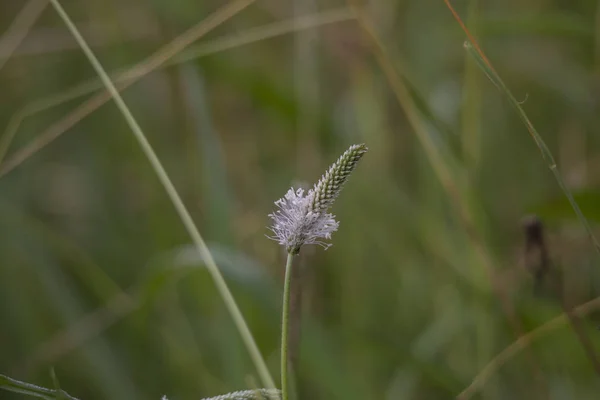 Macro Tiro Flor Uma Ribwort Prado — Fotografia de Stock