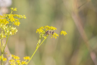 Vurgulu karıncayı bir yabani havuç yeşil-sarı umbels üzerinde oturur