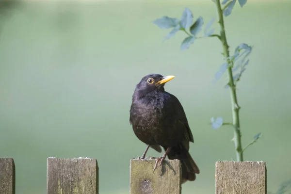 Ein Amselmännchen Sitzt Auf Einem Holzzaun Vor Grünem Hintergrund — Stockfoto