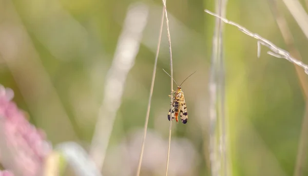 Uma Mosca Escorpião Fêmea Senta Uma Lâmina Grama Prado — Fotografia de Stock