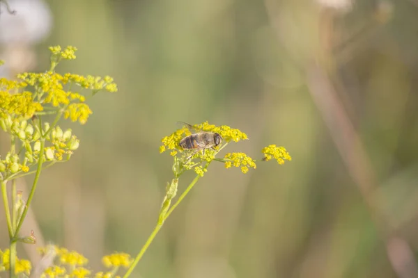 Eine Schwebfliege Sitzt Auf Den Grün Gelben Dolden Einer Pastinake — Stockfoto