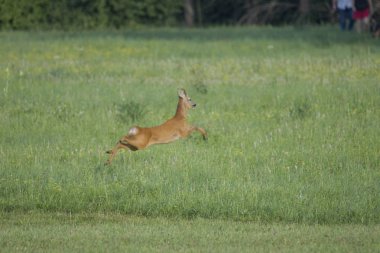 yürüyüşe köpek ile önünde çayır boyunca bir roebuck kaçar