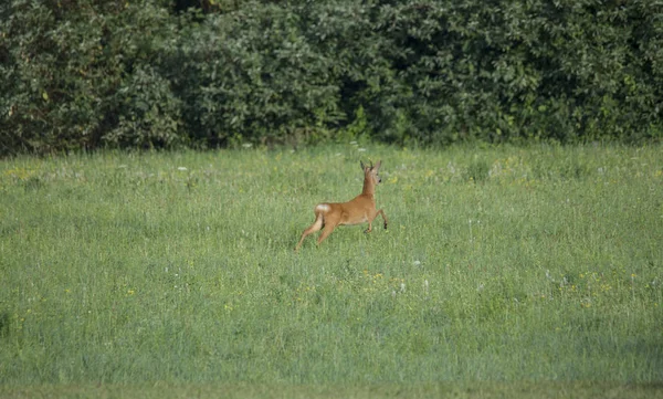 Roebuck Menekül Réten Előtt Egy Kutya Sétálók — Stock Fotó