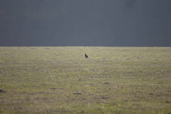 暗い林縁の前にかすんでいる草原の朝の霧で座っている孤独なノスリ — ストック写真