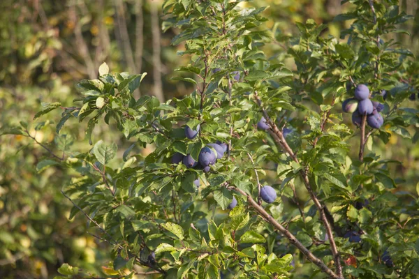 Reife Pflaumen Hellblau Auf Den Ästen Eines Baumes — Stockfoto