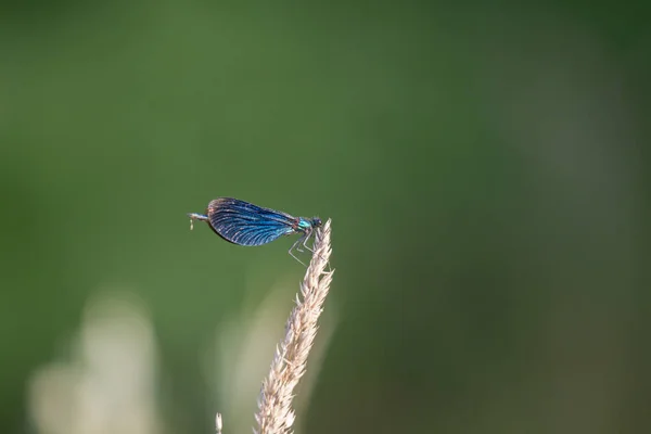 一个蓝色躺着的多只蓑羽坐在阳光下的草叶上 — 图库照片