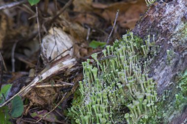 Cladonia pyxidata bir ağaç kabuğu üzerinde
