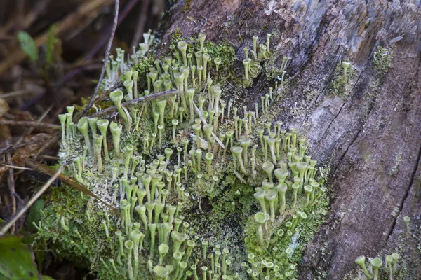 Cladonia pyxidata bir ağaç kabuğu üzerinde