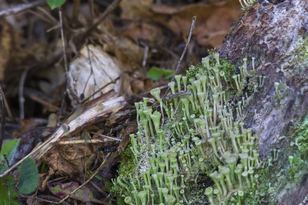 Cladonia Pyxidata Sur Écorce Arbre — Photo