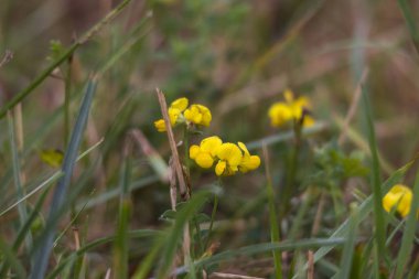 Sarı çiçekleri kapat.