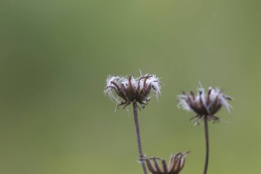 Alan-thistle çiçek çayırda çiçekler
