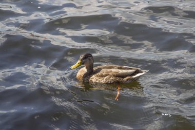 Suda yüzen ördek yakın çekim