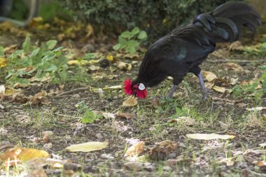 Nadir doğurmak Augsburger tavuk Bantam Rooster Gıda çim arar