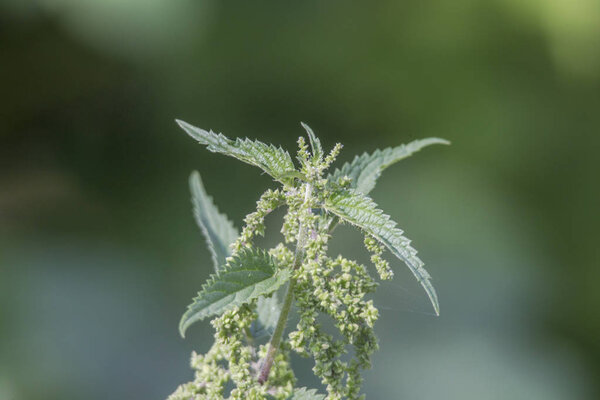 Flowering and seedling of a stinging nettle