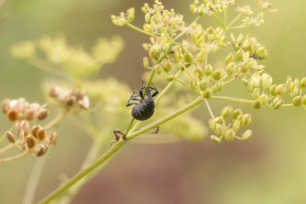 Rüsselkäfer Curculionidae Auf Der Blütenknospe Einer Pastinakenpflanze — Stockfoto