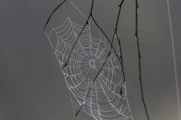 Tierna Telaraña Con Pequeñas Gotas Rocío Brilla Luz Del Sol — Foto de Stock