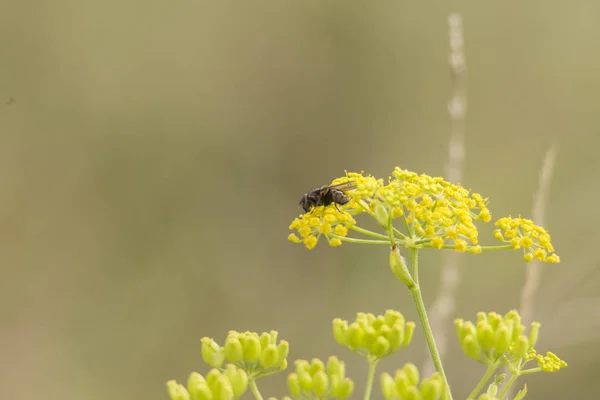 Schwebfliege Sitzt Auf Den Grün Gelben Dolden Der Pastinaken — Stockfoto